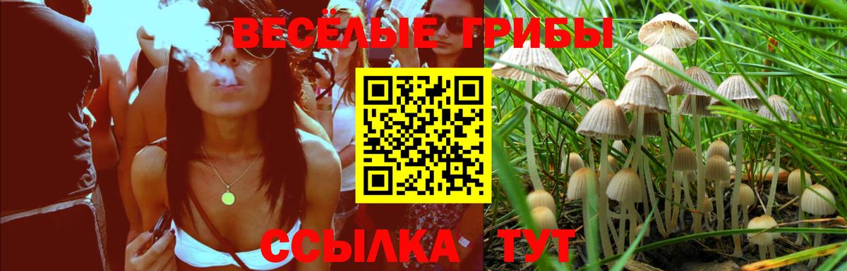 Галлюциногенные грибы Psilocybine cubensis Люберцы